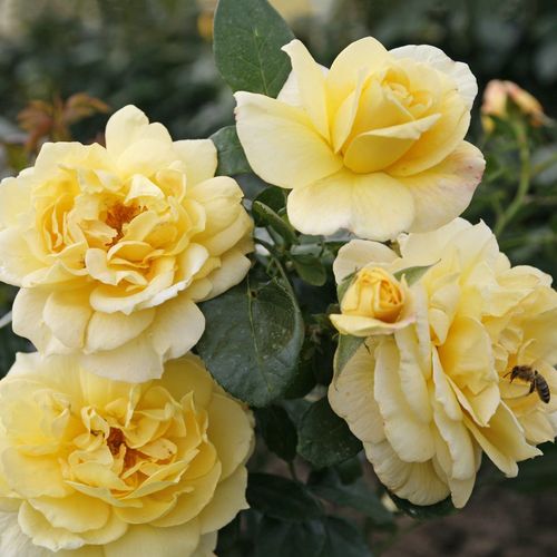 Rozen bestellen en bezorgen - Rosa Sunstar ® - geel - floribunda roos - zacht geurende roos - W. Kordes & Sons - -